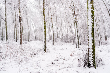 Snowy forest landscape in winter season