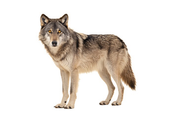 Obraz premium Gray wolf standing and facing forward, isolated on a transparent background