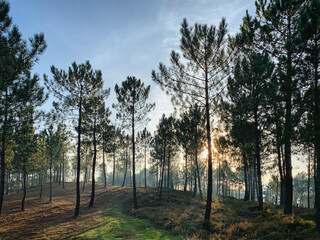 Fototapeta premium Golden sun light shining through the pine trees near Tabagón, O Rosal, Galicia, Spain, January 2020