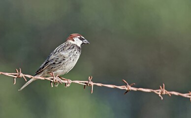 Spanish sparrow (Passer hispaniolensis), Greece