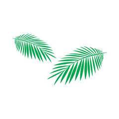 Obraz premium Fresh two green coconut leaves facing each other