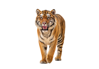 Bengal tiger walking forward with mouth open showing teeth and tongue, isolated on a transparent background