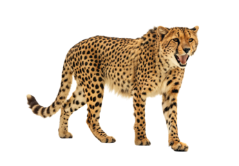 Cheetah standing alert with open mouth, spotted big cat, isolated on a transparent background