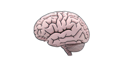 3D Render of a Pink Brain with Gray Cerebellum