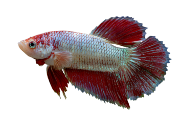 a red and white fish with a black background