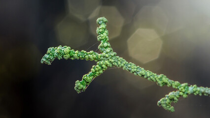 Green succulent plant stem growing with bokeh light