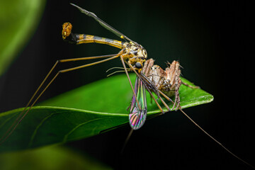 Spider catching cranefly on green leaf