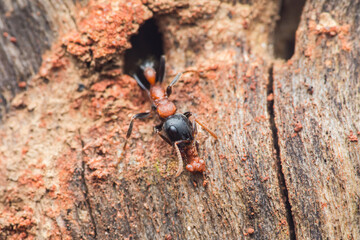 Ant emerging from nest carrying building material