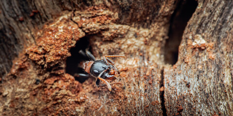 Ant emerging from nest in decaying wood