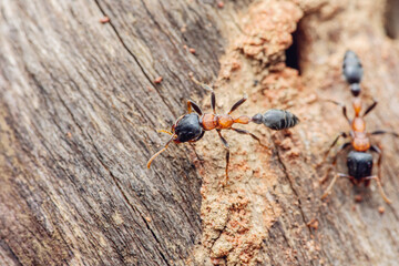 Ants exploring nest entrance on textured wood