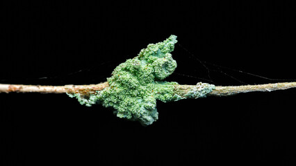 Green lichen growing on tree branch with spider web