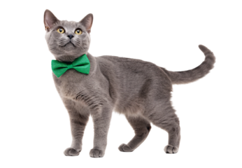 Gray cat with green bow tie looking upward, isolated on a transparent background