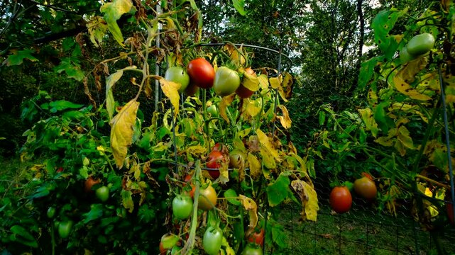 Close up of maturing plum tomatoes and moving camera away showing yellowing or withering or dying plants with plenty of unripe and ripe fruits hanging from vines