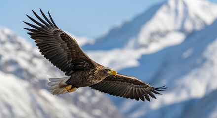 Obraz premium Majestic White-tailed Eagle Soaring Mountains