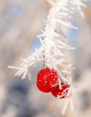 Red Berries in the Sunrise Covered in fine Frost - Fine Art Photo Nature. High quality photo