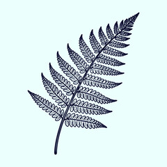 Detailed Line Art of a Fern Frond