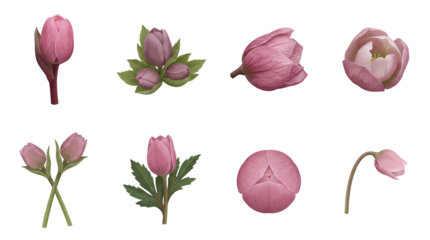 Pink hellebore flower set including closed buds, blooming petals, and stems isolated. Spring floral collection for botanical design.