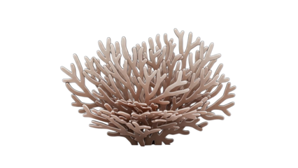 Illustration of a branched coral polyp against a white background