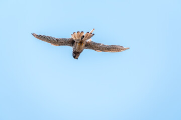 Fototapeta premium The common kestrel (Falco tinnunculus), also known as the European kestrel, Eurasian kestrel.