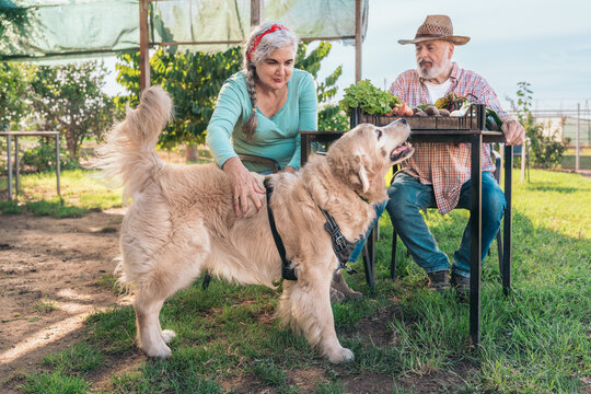 Senior couple enjoying organic farming with pet dog and fresh vegetables in garden