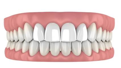 Closeup of Healthy White Teeth in Pink Gums dental