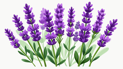 Obraz premium Very beautiful lavender flowers isolated on a white background, emphasizing elegant purple tones and botanical purity, ideal for minimalist designs, wellness branding, and floral visual projects.