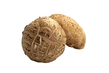 Obraz premium Fresh shiitake mushrooms on a white background. 