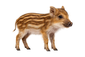 young wild boar piglet standing in side view, showing distinctive light brown fur with natural striped markings. The animal is isolated on a clean white background with soft studio lighting, highlight