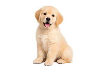 Cute golden retriever puppy sitting happily, isolated on a white background with a clean cut-out style, cheerful expression and soft fur, ideal for pet, animal, and family-related concepts.