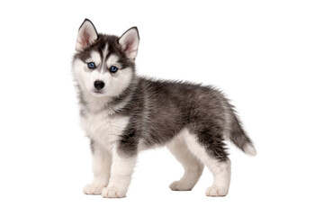Adorable Siberian Husky puppy standing in side view, full-body composition with fluffy gray and white fur and bright blue eyes, isolated on a clean white background with studio lighting. Cute 