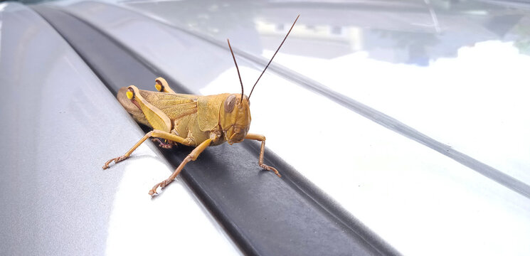 Brown grasshopper perched on car window frame outdoors