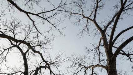 Bare tree branches against pale sky