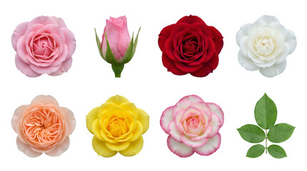Obraz premium Rose flower set including pink, red, yellow, white, peach, and bicolor blooms with a bud and leaves isolated. Botanical garden and floral collection.