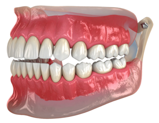 Realistic 3D illustration of human teeth, showing detailed dental anatomy for oral health, dentistry education, and medical visualization purposes