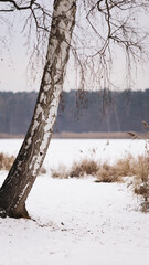 Beautiful nature pictures in winter, trees and leaves under the snow, snowfall, snow in the field