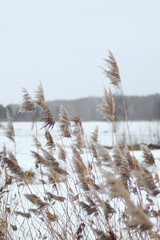 Beautiful nature pictures in winter, trees and leaves under the snow, snowfall, snow in the field