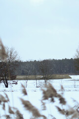 Beautiful nature pictures in winter, trees and leaves under the snow, snowfall, snow in the field