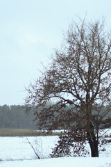 Beautiful nature pictures in winter, trees and leaves under the snow, snowfall, snow in the field