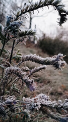 Beautiful nature pictures in winter, trees and leaves under the snow, snowfall, snow in the field