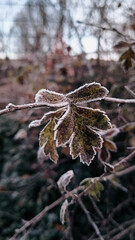 Beautiful nature pictures in winter, trees and leaves under the snow, snowfall, snow in the field