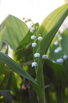 Delicate White Lily of the Valley Flowers Blooming in Spring