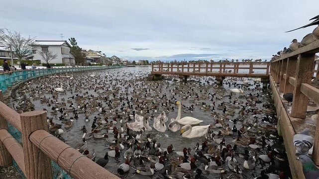 観光客からエサをもらうカモや白鳥がいるのは新潟県の「瓢湖」