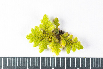 Testing plant nutrition and plant photosynthesis in a biology laboratory.