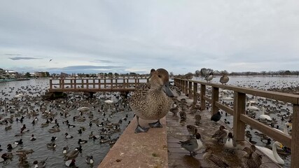 手に乗せたエサをついばむ人に慣れた野生のカモがいるのは新潟県の「瓢湖」