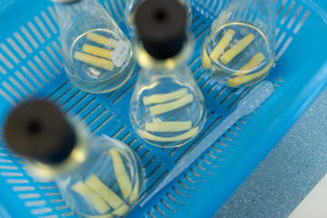 Testing plant nutrition and plant photosynthesis in a biology laboratory.