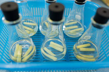 Testing plant nutrition and plant photosynthesis in a biology laboratory.