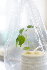 Testing plant nutrition and plant photosynthesis in a biology laboratory.