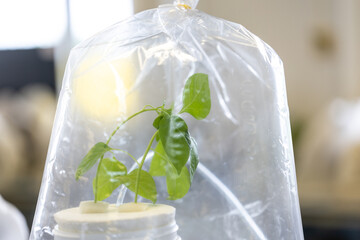 Testing plant nutrition and plant photosynthesis in a biology laboratory.