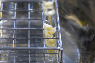Testing plant nutrition and plant photosynthesis in a biology laboratory.