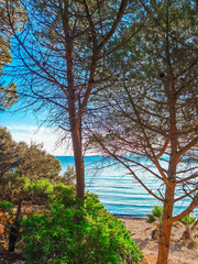 Obraz premium Pine Trees Framing a Calm Mediterranean Beach and Blue Sea (Turkey, Izmir, Seferihisar)
